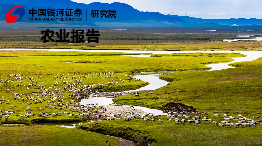 鸿富远苗木
