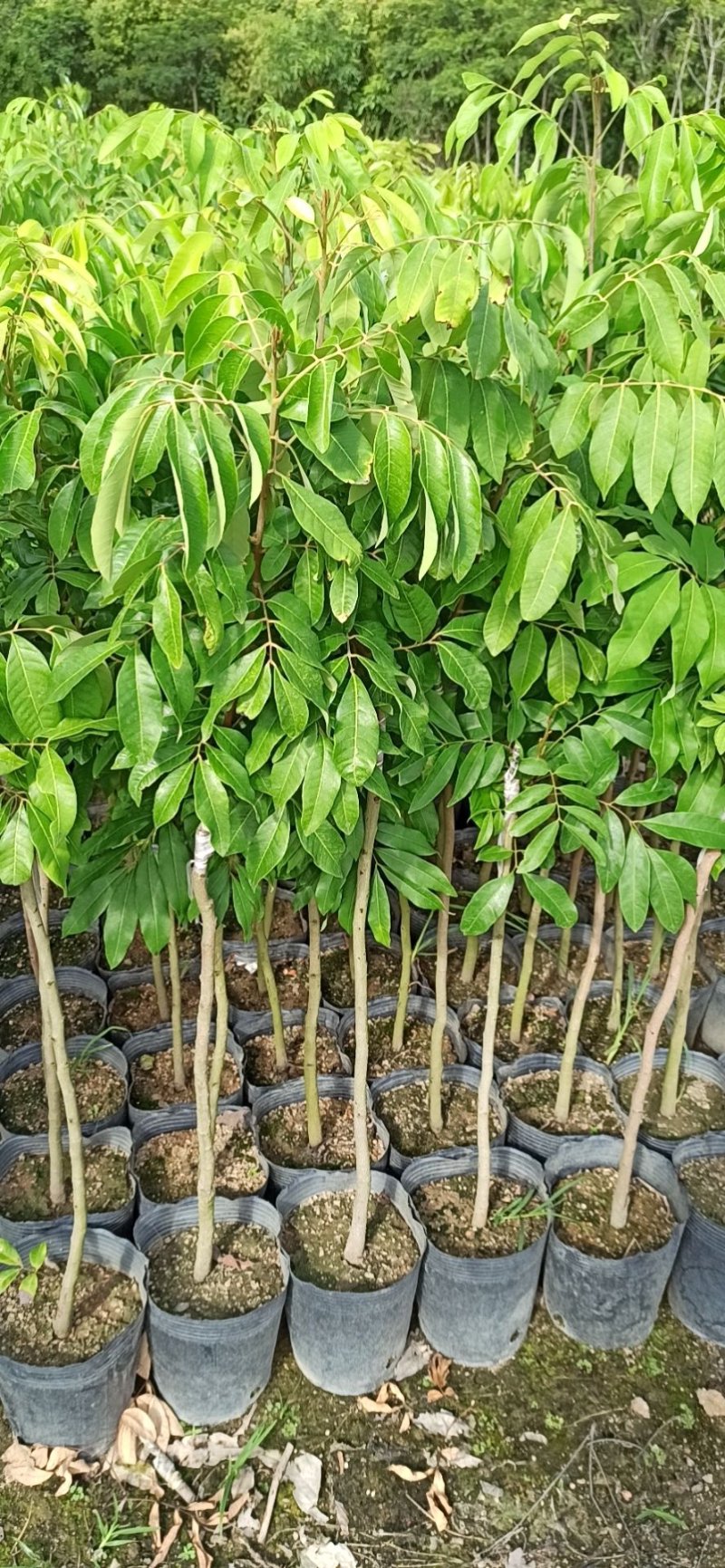 桂花树苗