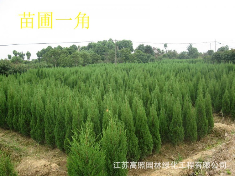 园林绿化苗木